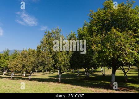 Avocado Feld, Tingambato archäologische Stätte, Staat Michoacan, Mexiko, Mittelamerika Stockfoto