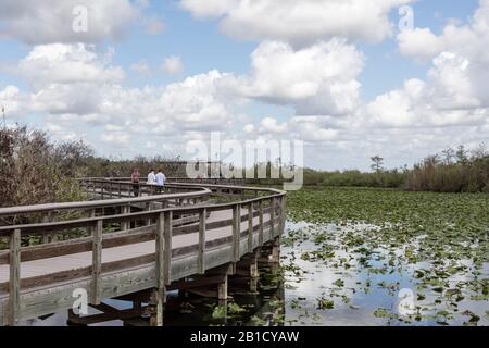 Menschen auf einer erhöhten Promenade über einem Teich im Everglades National Park in der Nähe von Homestead, Florida, USA Stockfoto