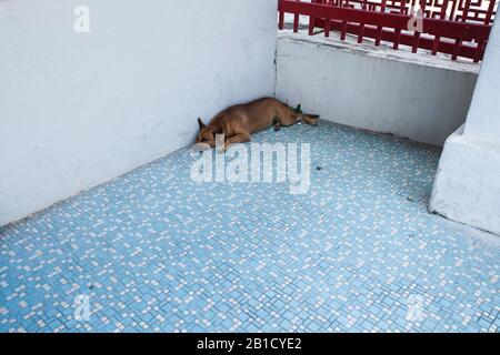 Ein brauner streunender Hund, der sich in der Ecke eines Tierheims auflegt. Stockfoto