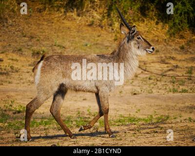 Ein gemeinsamer Wasserbuck (Kobus Ellipsiprymnus) macht sich auf den Weg, an einem Wasserloch im Kruger Nationalpark zu trinken Stockfoto