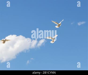 Weiße Tauben fliegen in einem blauen Himmel. Stockfoto