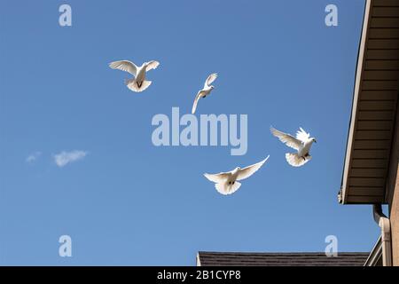 Weiße Tauben fliegen in einem blauen Himmel. Stockfoto