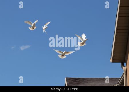 Weiße Tauben fliegen in einem blauen Himmel. Stockfoto