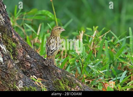 Mauritius-Melodie (Foudia rubra) ausgewachsenes Weibchen thront auf Baumbasis, bedrohte Spezies Mauritius November Stockfoto