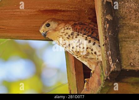 Mauritius Kestrel (Falco punctatus) Erw thront am Eingang der Nistkiste, bedrohte Spezies Mauritius November Stockfoto