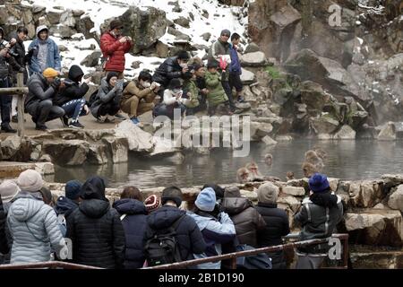 Shimotakai Gun, Japan. Februar 2020. Japanische Makaken genießen einen heißen Frühling.Jigokudani Yaen-koen wurde 1964 eröffnet und es ist bekannt, dass es der einzige Ort der Welt ist, an dem Affen in heißen Quellen baden. Der Jigokudani Yaen-koen (Höhe 850 m) liegt im Tal des Flusses Yokoyu, das aus Shiga-Kogen des Joshinetsu-Kogen-Nationalparks im nördlichen Teil der Präfektur Nagano stammt. Credit: Sopa Images Limited/Alamy Live News Stockfoto