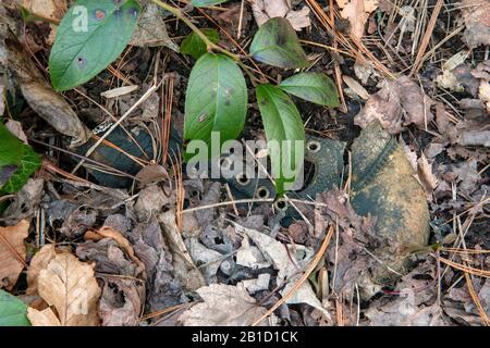 Mysteriöser verlorener Schuh im Wald - in der Nähe von Brevard, North Carolina, USA Stockfoto