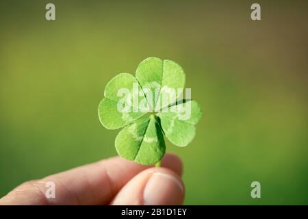 Mit einem glücklichen vierblättrigen Kleeblatt, einem guten Shamrock oder einem glücklichen Charme. Stockfoto