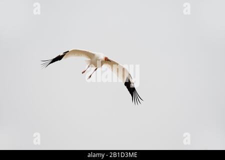 Sibirischer Kran (Leucogeranus leucogeranus) im Flug auf der Wuxing Farm, Nanchang, in Ostmittelchina Stockfoto