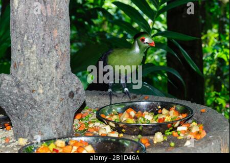 Der Weißkeulige Turaco (Tauraco leucotis) ist eine Vogelart in der Familie Musophagiden. Stockfoto