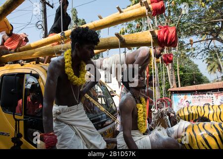 Anhänger, die an Hakenpiercings als rituelle Hingabe hängen, Garudan Theokkam, während Thaipooyam (Thaipoosam) in Kedakulam, Kerala, Indien. Stockfoto