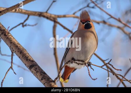 Schöne helle Vogelwaxwing-Nahaufnahme sitzt im Winter auf einem Ast gegen den blauen Himmel Stockfoto