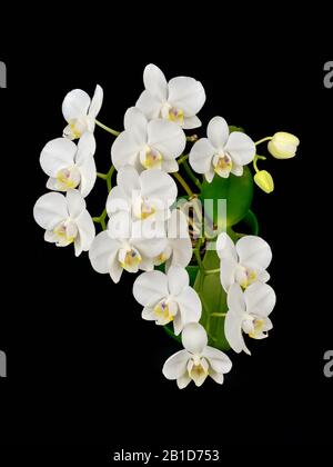 Die blühende Phalaenopsis Orchidee ist weiß mit dichten Blättern in einem Topf. Stockfoto