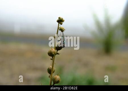 Gemeine, grüne Flaschenfliege, die auf einem Blumenstiel ruht. Stockfoto