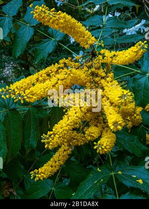 Oregon Grape, Mahonia Aquifolium, Berberidaceen, Cypress Garden, Mill Valley, Kalifornien Stockfoto