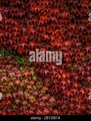 Boston Efeu, Parthenocissus tricuspidata Veitchii,, Mill Valley, Marin County, Kalifornien Stockfoto