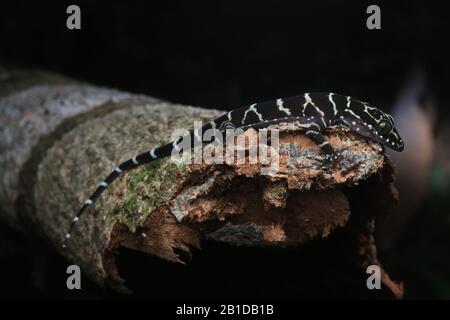Peter's Forest Gecko, Cyrtodactylus consobrinus Stockfoto