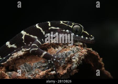 Peter's Forest Gecko, Cyrtodactylus consobrinus Stockfoto