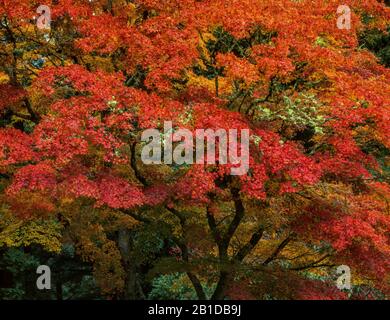 Japanischer Ahorn, Acer palmatum, Mill Valley, Marin County, Kalifornien Stockfoto