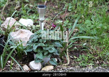 Cyclamen oder Englisches Sowbrot oder Swinebrot mehrjährige blühende Pflanze mit einer einzigen offenen violetten Blüte auf der Oberseite von dicht verfärbtem dunklem bis hellgrünem Stockfoto