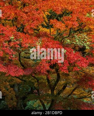 Japanischer Ahorn, Acer palmatum, Mill Valley, Marin County, Kalifornien Stockfoto