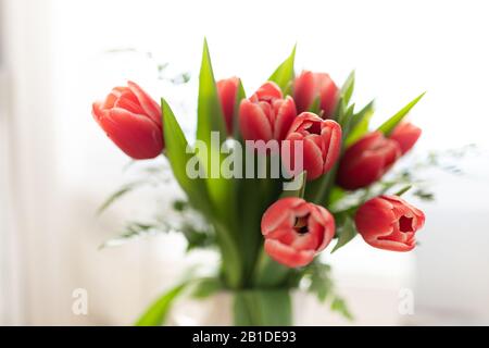 Nahansicht eines natürlichen, rot-weißen Tulip Bouquets oder auf weißem Hintergrund. Stockfoto