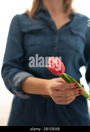 Nahaufnahme einer roten, schrägen Tulpe, die von einer Frau mittleren Alters gehalten wird, die ein Denimkleid trägt. Stockfoto