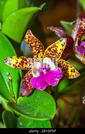 Bunte, starfförmige Orchidee. Nahaufnahme von glänzenden goldgelben Kronblättern Orchidee mit roten Flecken mit violetter Lippe, auf verschwommem Hintergrund. Stockfoto