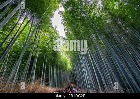 Arashiyama Bamboo Forest, einer der beliebtesten Sehenswürdigkeiten und beliebten Touristenattraktionen von Kyoto Stockfoto