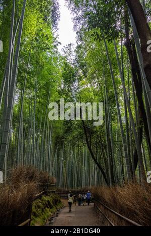 Arashiyama Bamboo Forest, einer der beliebtesten Sehenswürdigkeiten und beliebten Touristenattraktionen von Kyoto. Kyoto, Japan, August 2019 Stockfoto