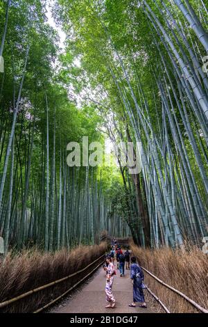 Arashiyama Bamboo Grove ist eine der fotografiertesten und bekanntesten Sehenswürdigkeiten von Kyoto. Kyoto, Japan, August 2019 Stockfoto