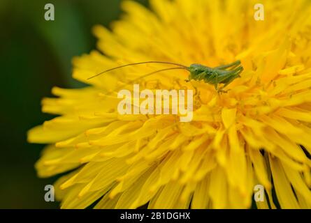 Kleine Heuschrecke mit langen Antennen an großer gelber Löwenblume Stockfoto