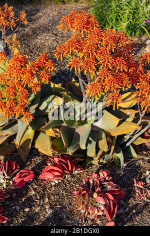 Aloe striata (Coral aloe) im weichen Licht vor Sonnenuntergang während der "goldenen Stunde". Stockfoto