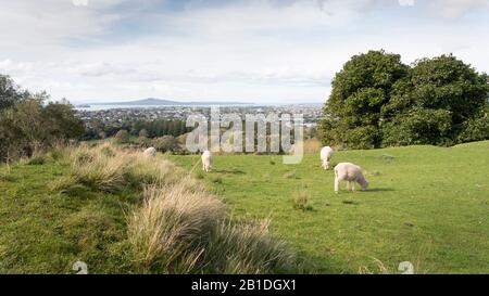 Blick von Einem Baumhügel mit Rangitoto Island in der Ferne und Schafbeweidung auf dem grünen Gras im Vordergrund Stockfoto