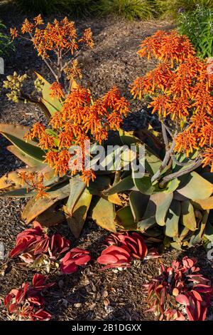 Aloe striata (Coral aloe) im weichen Licht vor Sonnenuntergang während der "goldenen Stunde". Stockfoto