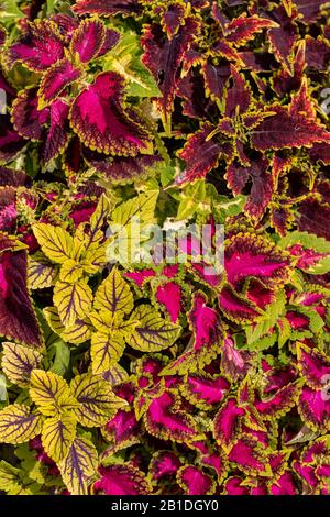 Die violetten und grünen Blätter eines Coleus Stockfoto