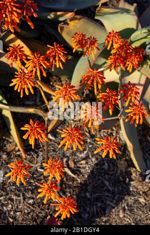 Aloe striata (Coral aloe) im weichen Licht vor Sonnenuntergang während der "goldenen Stunde". Stockfoto