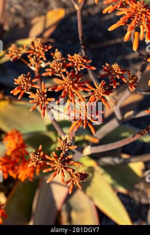 Aloe striata (Coral aloe) im weichen Licht vor Sonnenuntergang während der "goldenen Stunde". Stockfoto