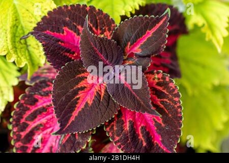 Die violetten und grünen Blätter eines Coleus Stockfoto