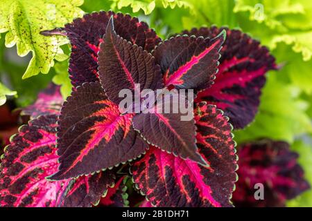 Die violetten und grünen Blätter eines Coleus Stockfoto