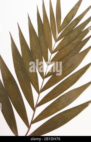 Trockendekoration tropisches silberweißes Blatt auf dunklem Hintergrund Stockfoto