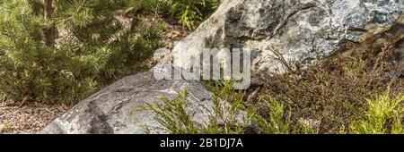 Fichtenbaum in der Gartenzusammensetzung mit Stein Stockfoto