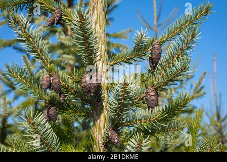 Hängende dekorative braune Zapfen aus Picea omorika oder serbischer Fichte Stockfoto