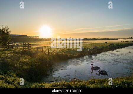 Nebeliger Sonnenaufgang über der Landschaft von Holland. Schwäne schwimmen im ruhigen Wasser eines Kanals, während Schafe auf einer mit Tau bedeckten Wiese weiden. Stockfoto