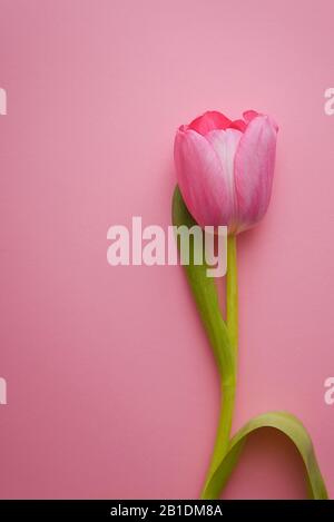 Eine wunderschöne, pinkfarbene Tulpe auf pinkfarbenem Hintergrund Stockfoto