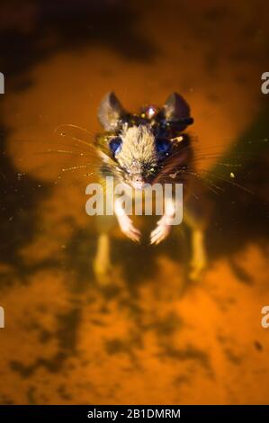 Eastern House Mouse, Mus musculus, tote Tiere, ertrunken, Wasser in Pruhonice, Tschechien, 24. Februar 2020. (CTK Foto/Libor Sojka) Stockfoto