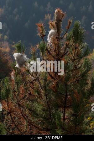 Nester der Pine processionary Motte, Thaumetopoea pityocampa, in Kiefern. Stockfoto