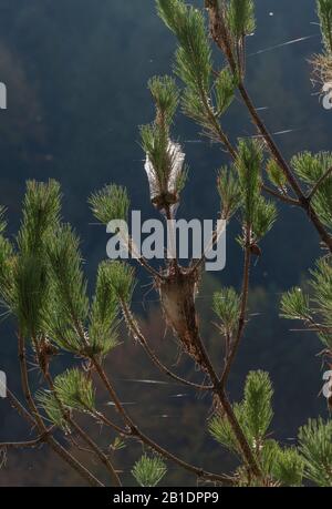 Nester der Pine processionary Motte, Thaumetopoea pityocampa, in Kiefern. Stockfoto
