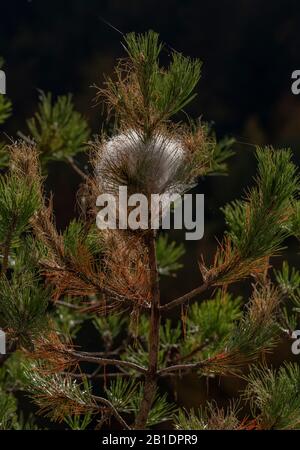 Nester der Pine processionary Motte, Thaumetopoea pityocampa, in Kiefern. Stockfoto