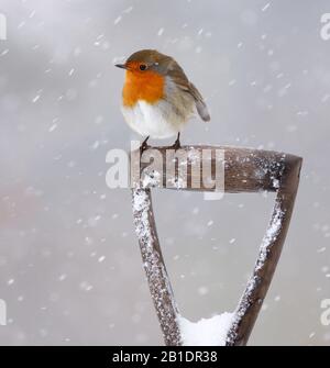 Robin Erithacus rubecula, auf Gartengabel, im Schnee, Aberdeenshire, Schottland Stockfoto